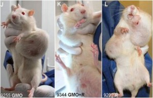 GMO rats