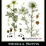 Nigella Sativa