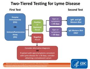 Lyme Disease Testing