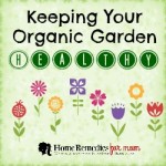 Keep Your Organic Garden Healthy