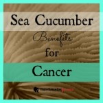 Cancer Help and Sea Cucumbers