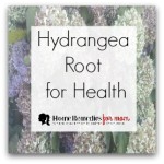 hydrangea root for health