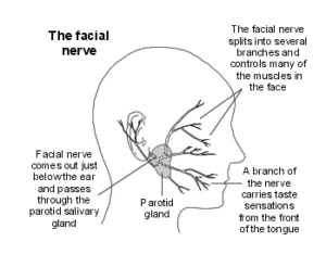 facial nerve